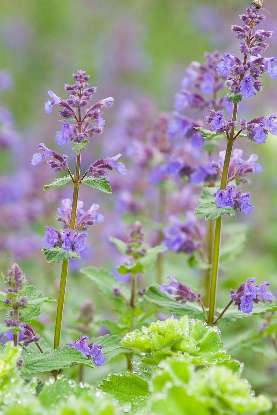 catmint, catnip