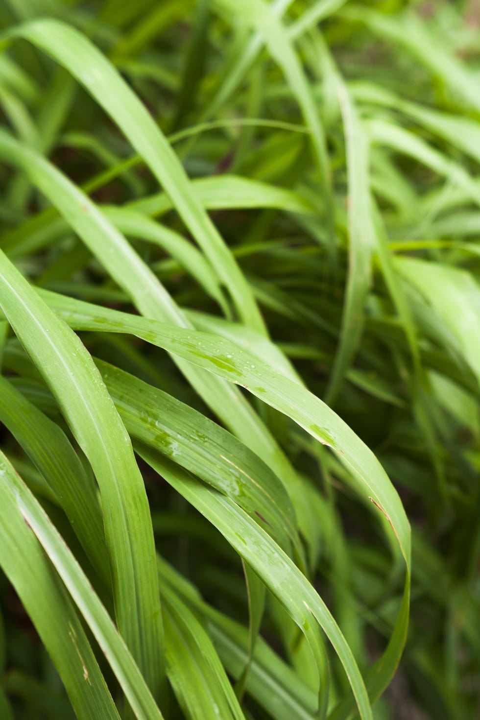 citronella lemon grass plant