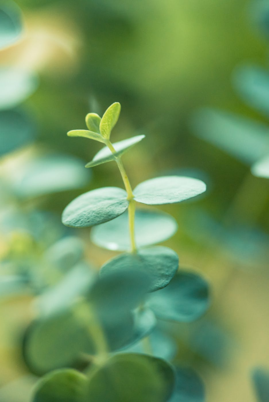 eucalyptus