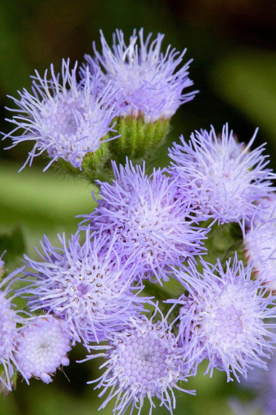 floss flower