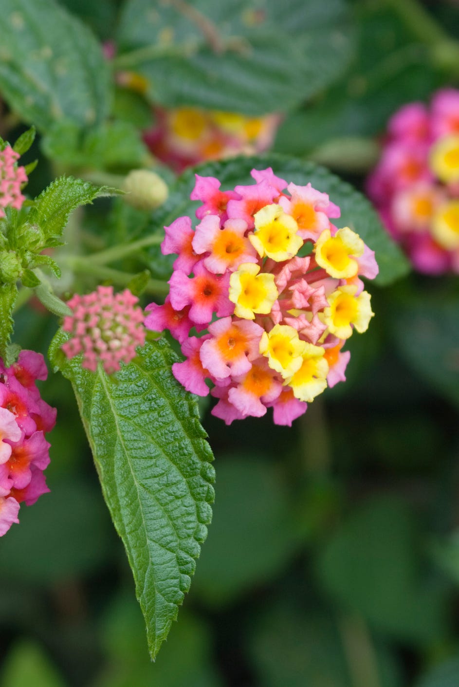 lantana flower