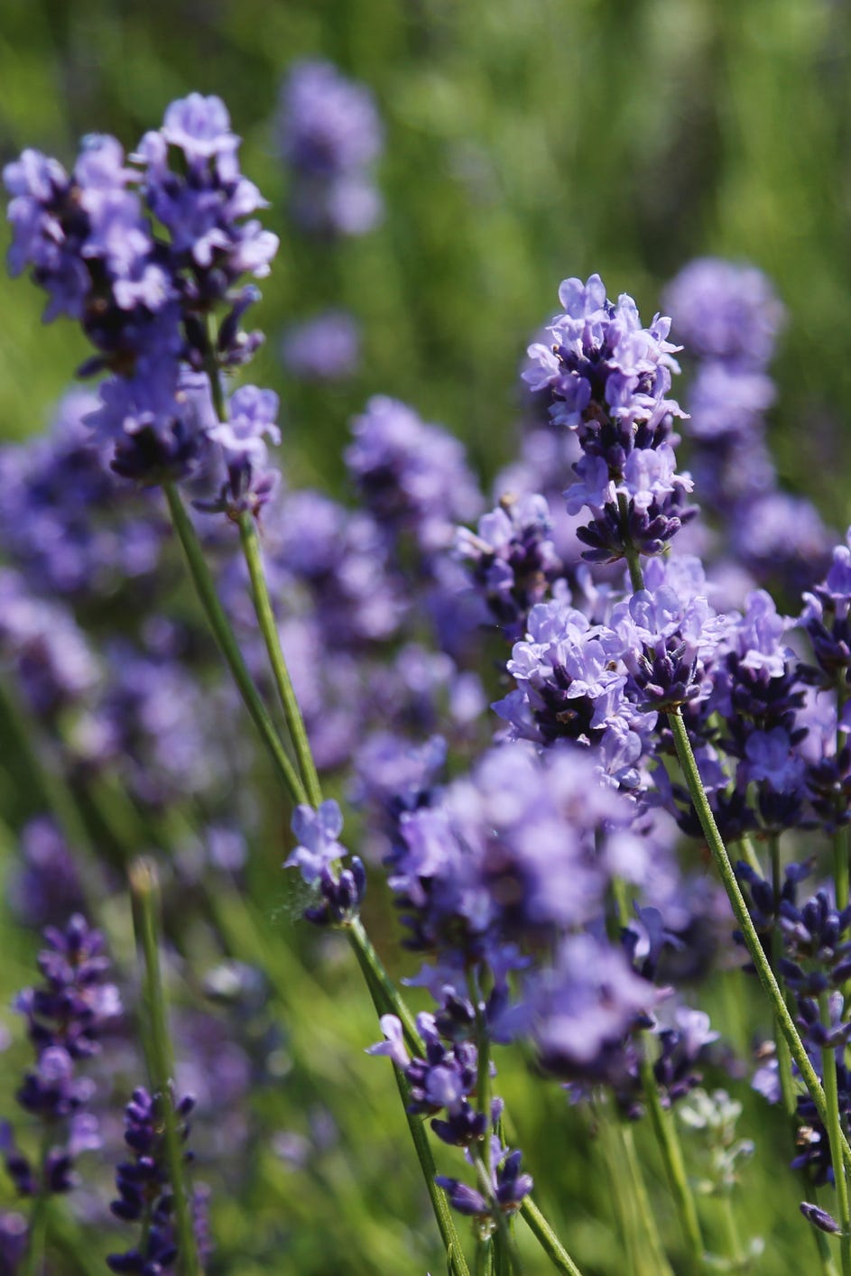 purple lavender flowers