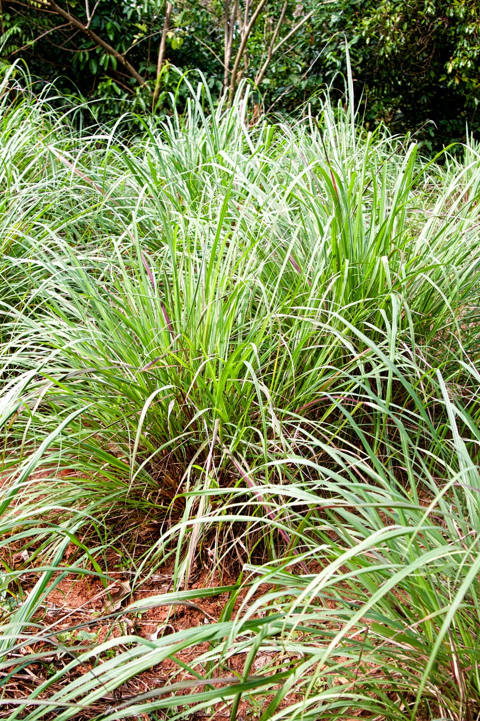 plants that repel mosquitoes lemongrass plants that repel mosquitoes lemongrass