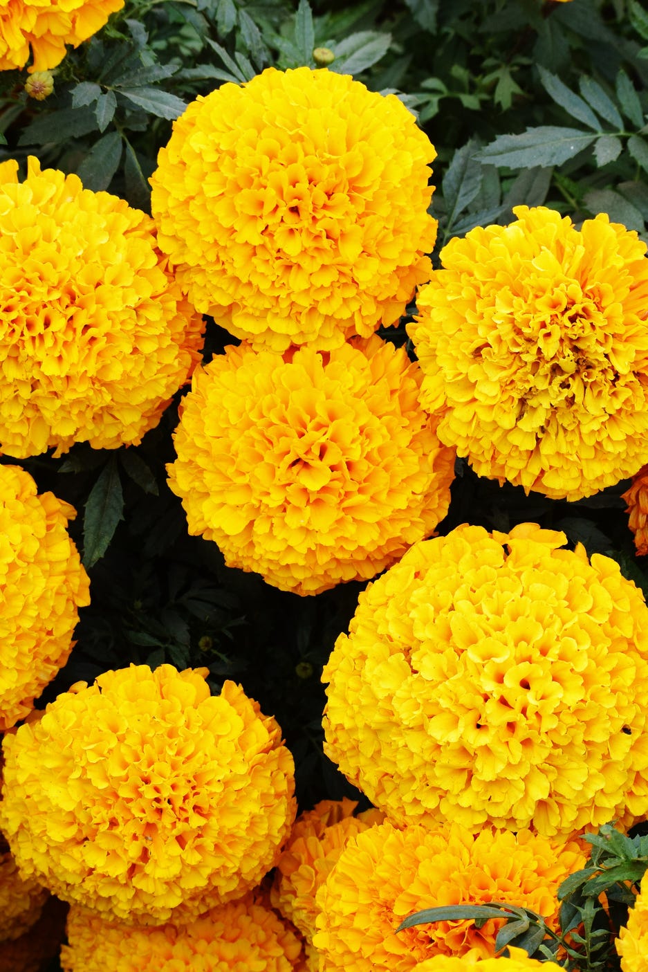 bright yellow marigold flowers