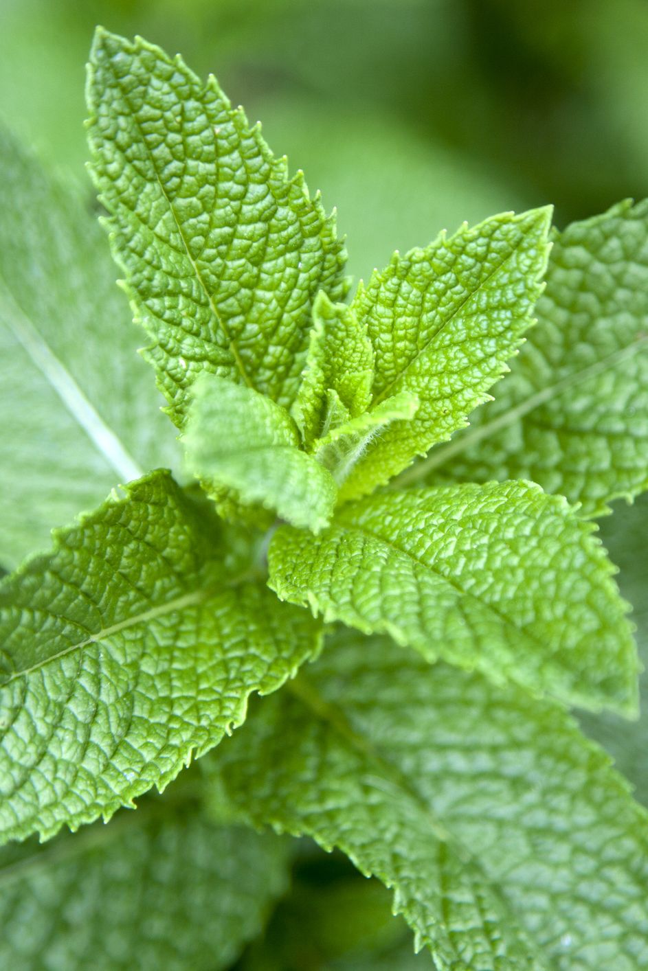 leaves on a mint plant