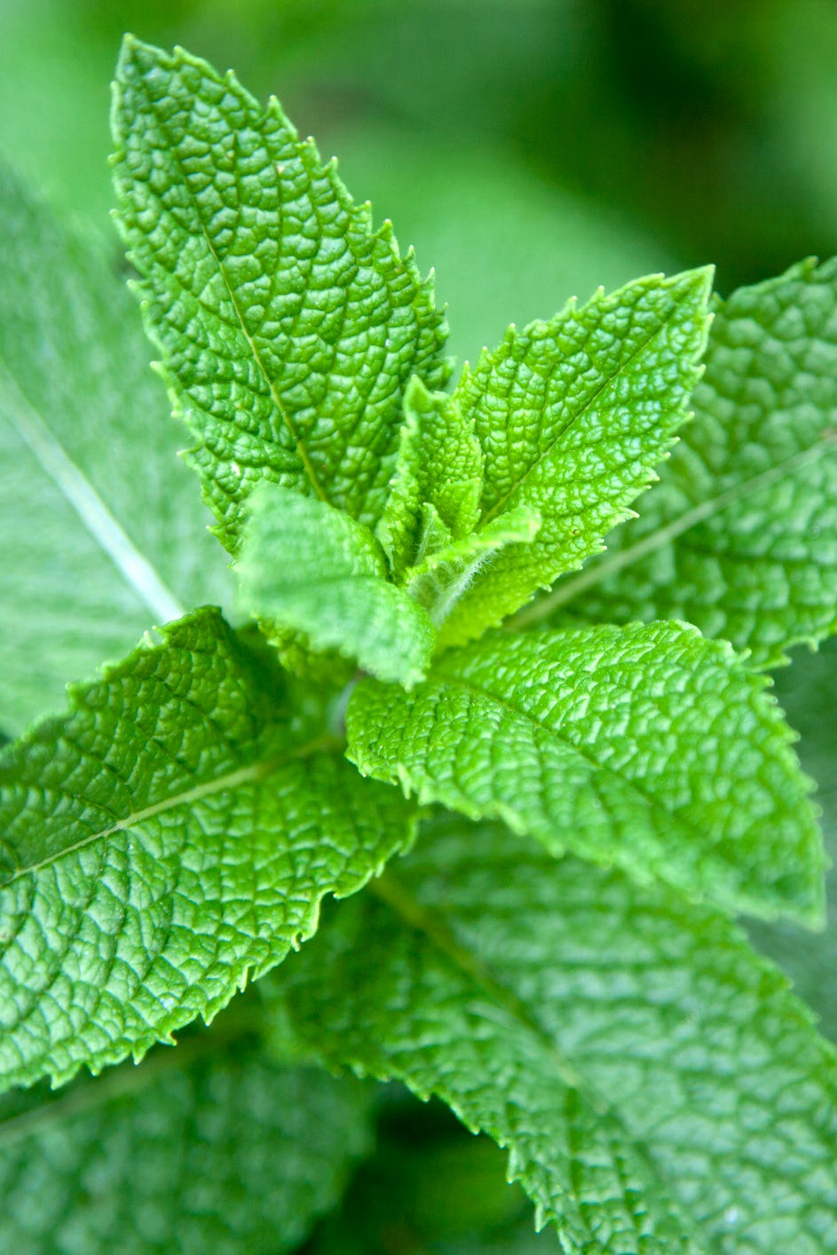 leaves on a mint plant