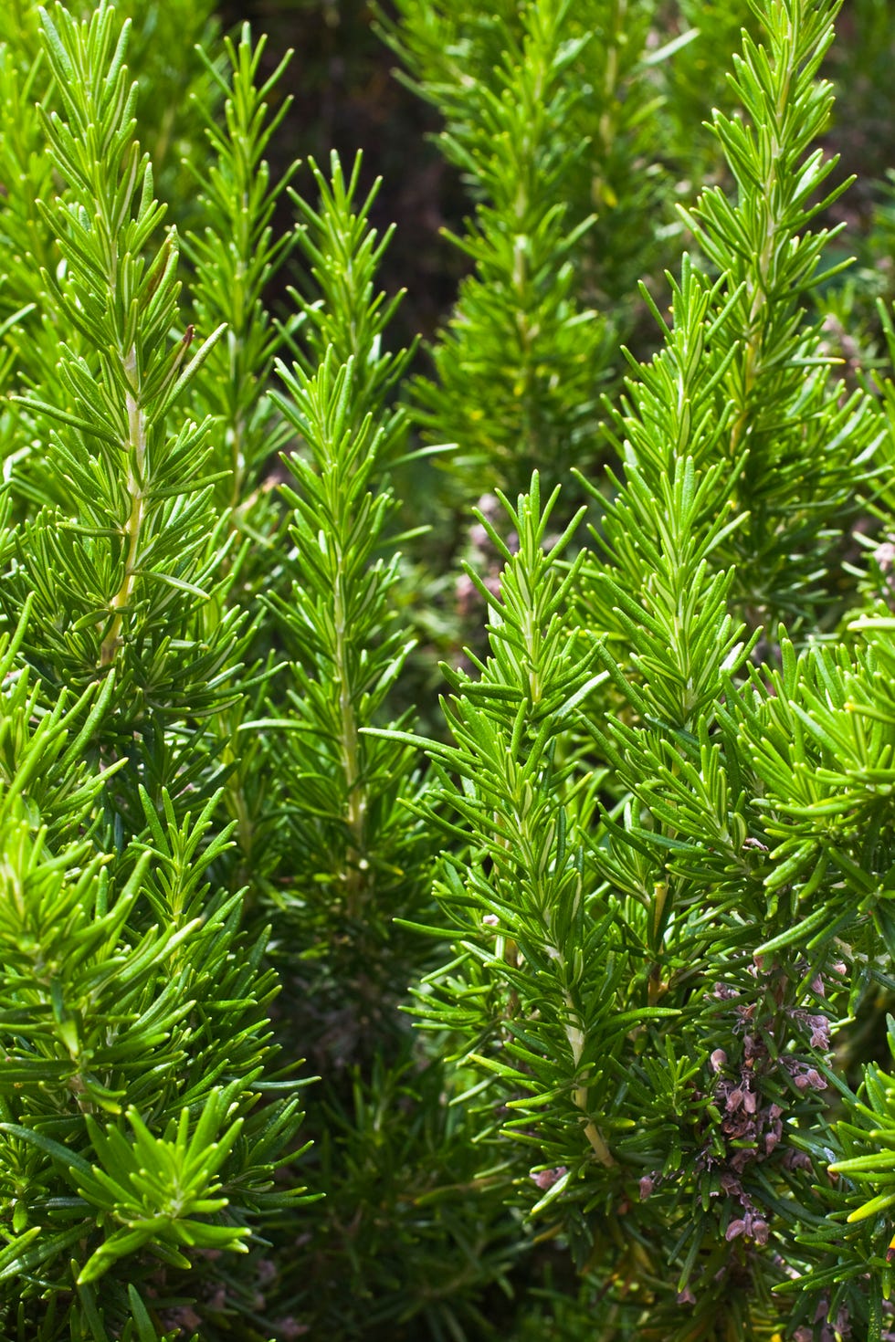 rosemary bush