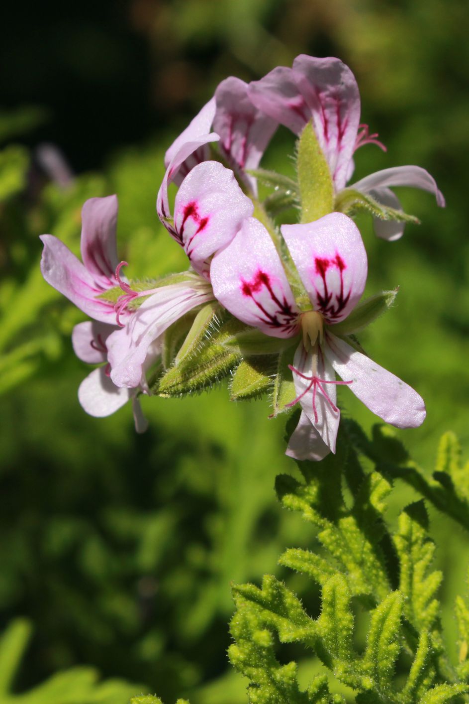 sweet scented geranium