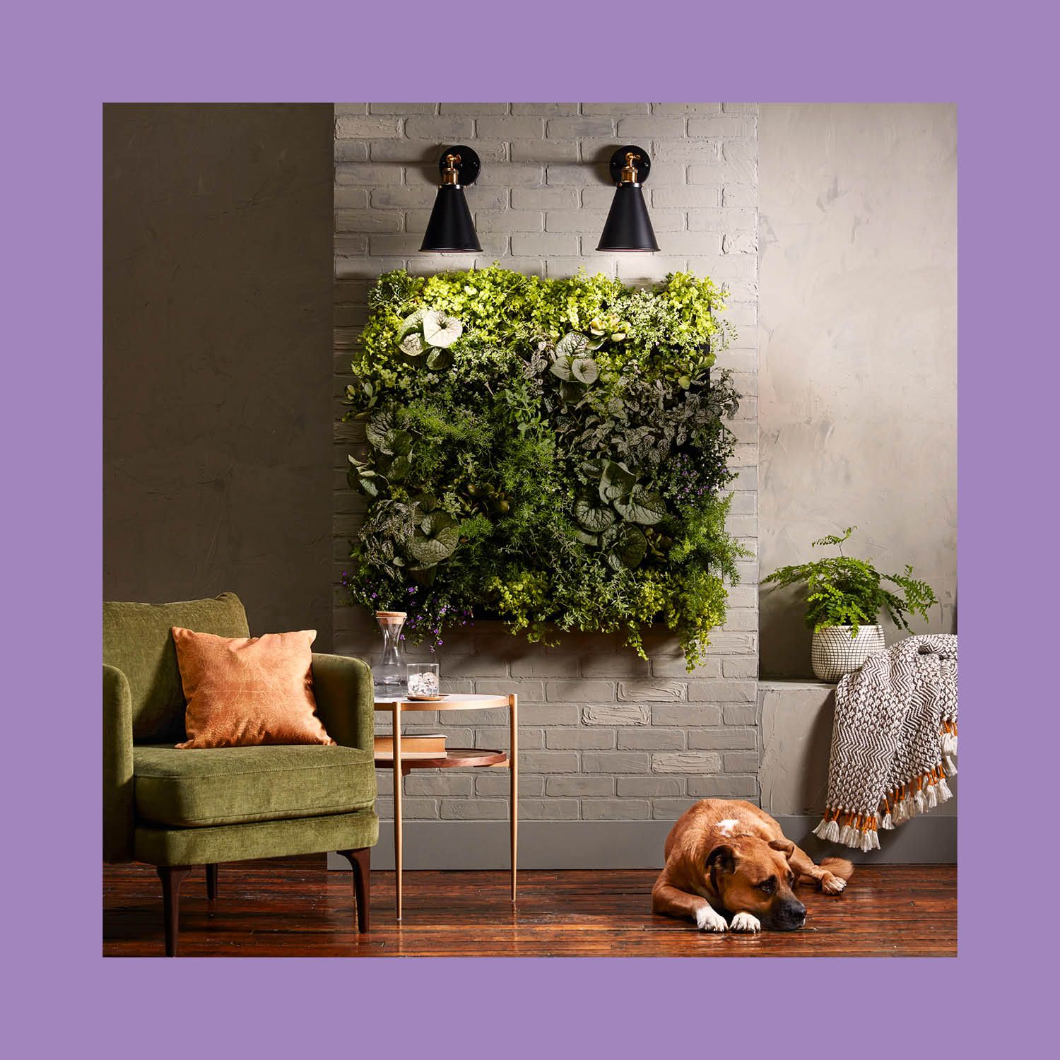 Green, Wall, Violet, Purple, Room, Houseplant, Grass, Plant, Furniture, Rectangle, 