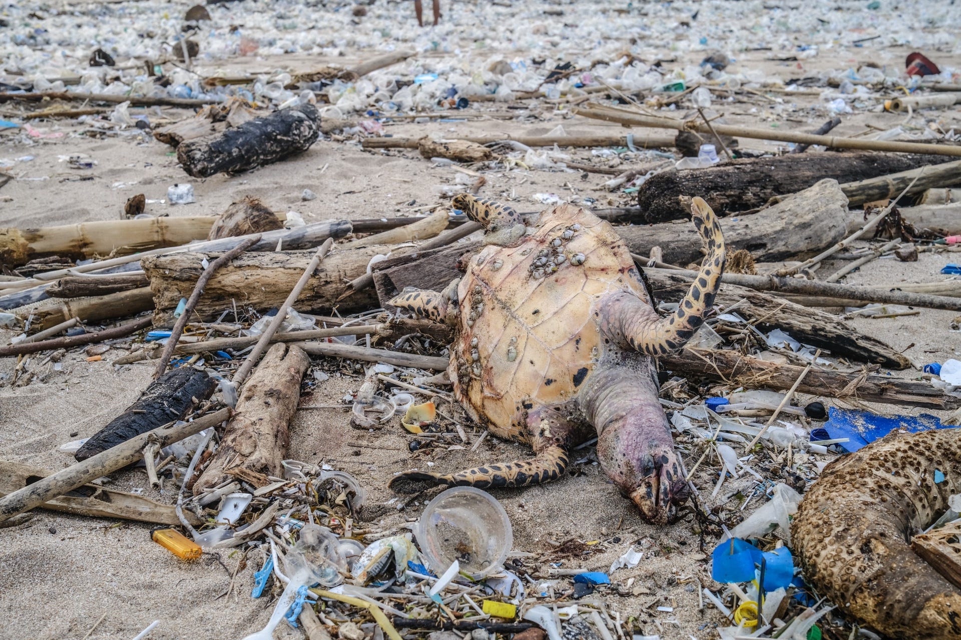 een dode zeeschildpad is aangespoeld op het strand van kuta op bali en ligt bedolven onder plastic.