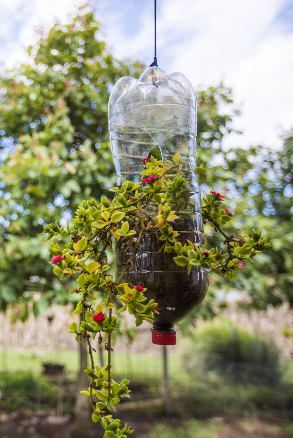 plastic bottles reused as hanging planters