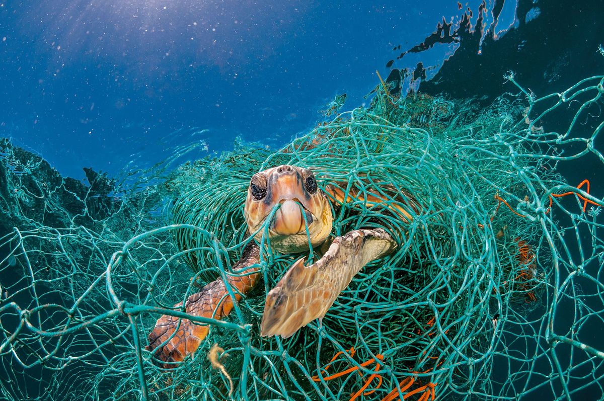 Een onechte karetschildpad verstrikt in een plastic visnet voor de Spaanse Middellandse Zeekust De fotograaf wist hem te bevrijden anders was hij gestikt Afgedankte netten zijn een groot gevaar voor zeeschildpadden