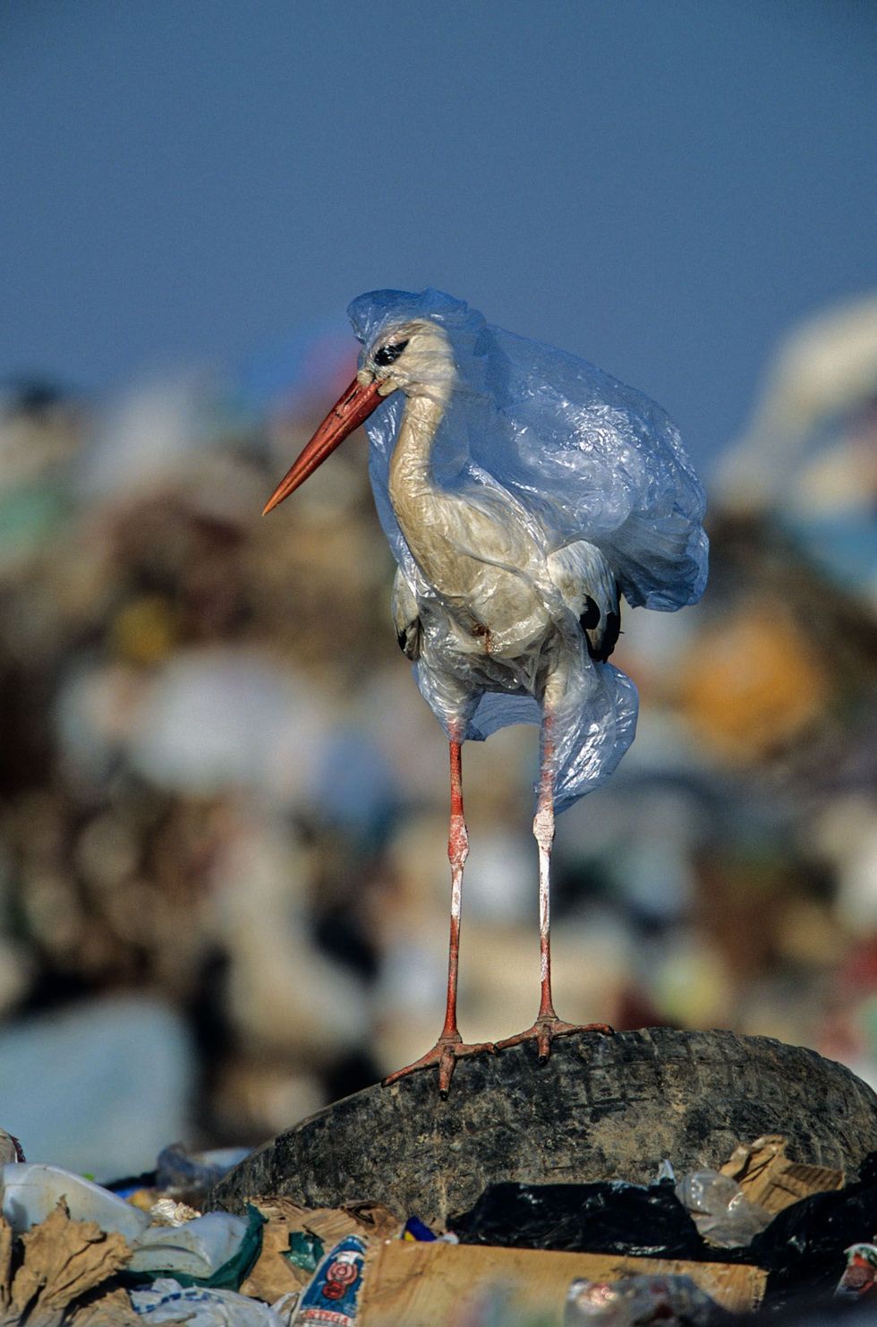De fotograaf redde deze ooievaar uit een plastic zak op een Spaanse vuilstort Dode dieren vergaan plastic niet zodat er opnieuw dieren in stikken of verstrikt kunnen raken