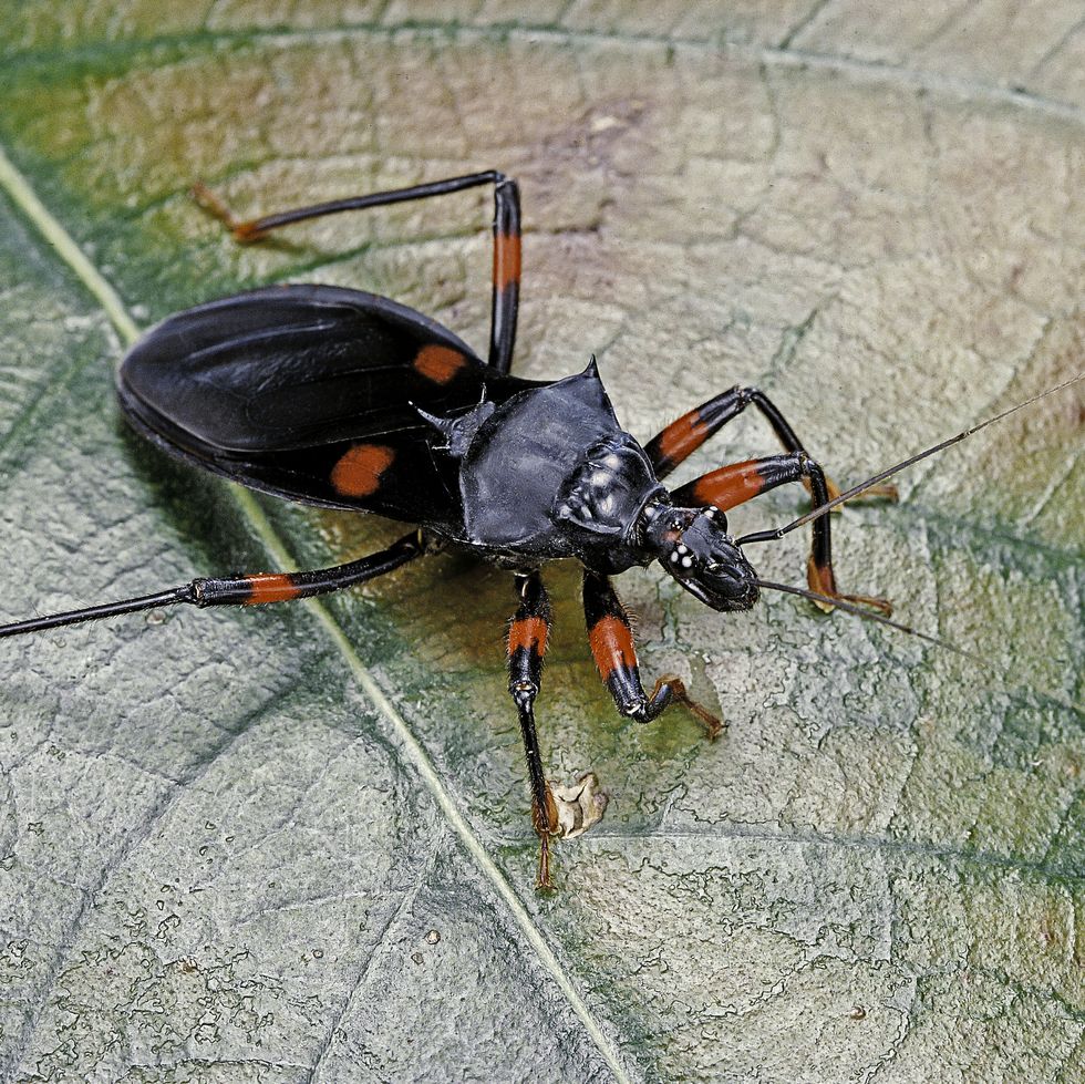 platymeris rhadamanthus red spot assassin bug