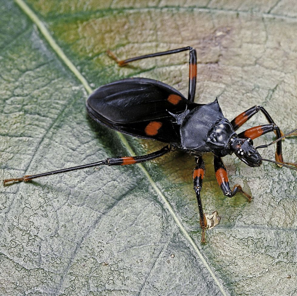 platymeris rhadamanthus red spot assassin bug