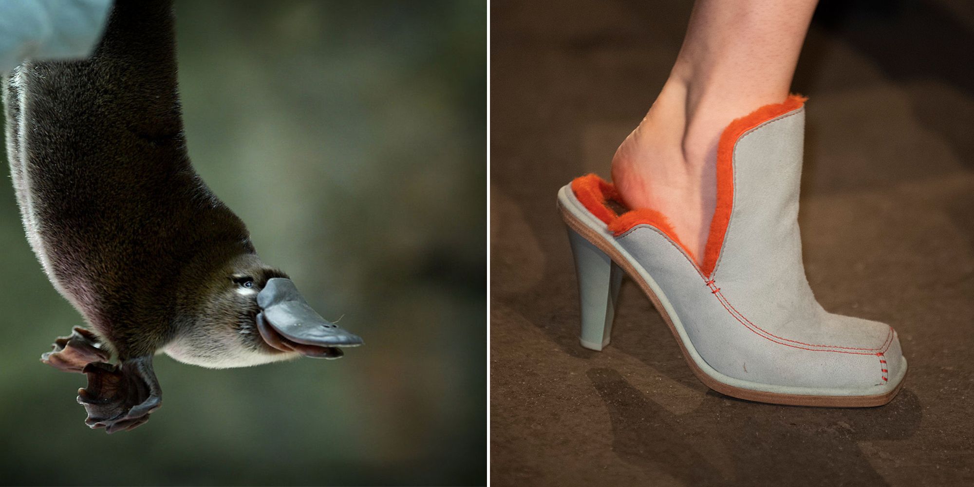 Platypus Beak Shoes Is The Weirdest, Cutest Trend To Come Out Of Fashion  Week So Far