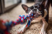 boston terrier playing tug of war