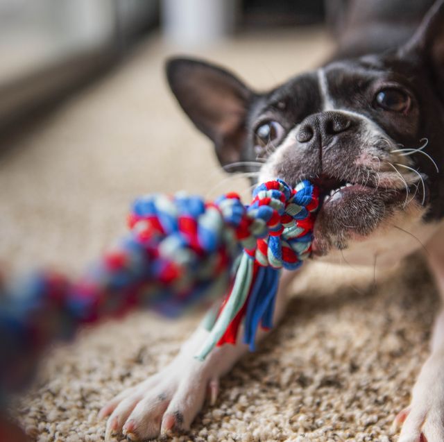 The 11 Best Dog Toys for Tough Chewers of 2023, Tested and Reviewed