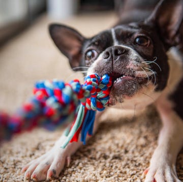 boston terrier playing tug of war