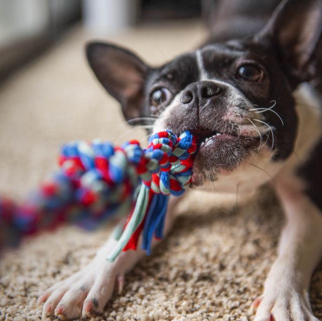16 Best Indestructible Dog Toys of 2024, Tested & Reviewed
