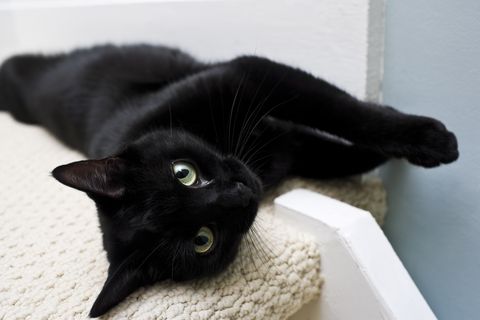 black cat laying on a cream rug