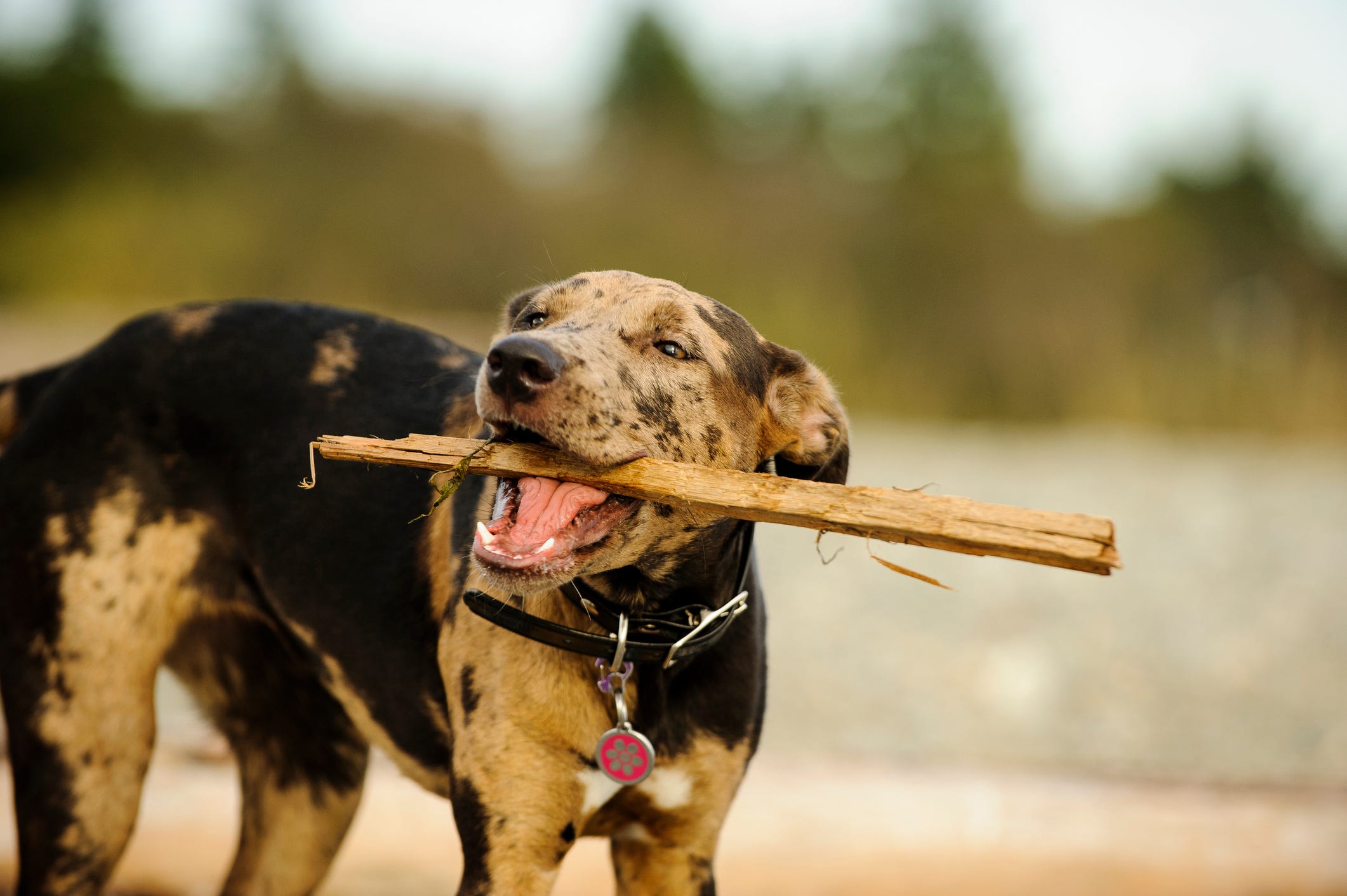 can greyhounds run long distances