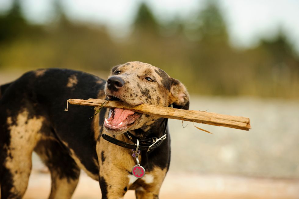 playful catahoula leopard dog carrying stick in mouth