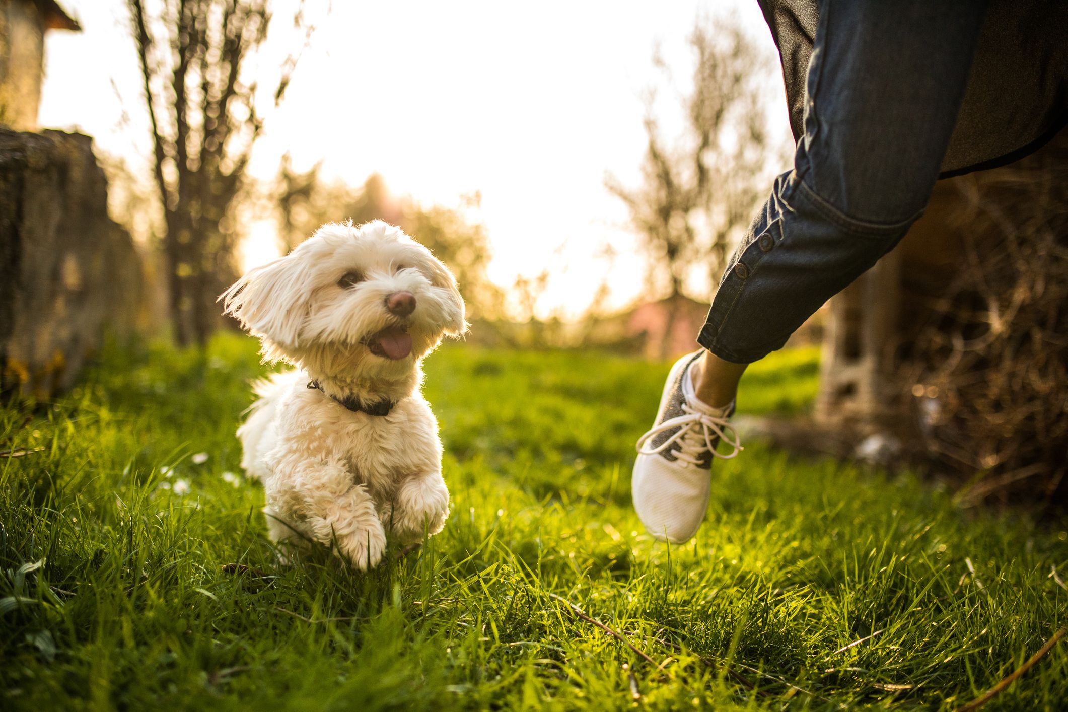 Southern female best sale dog names