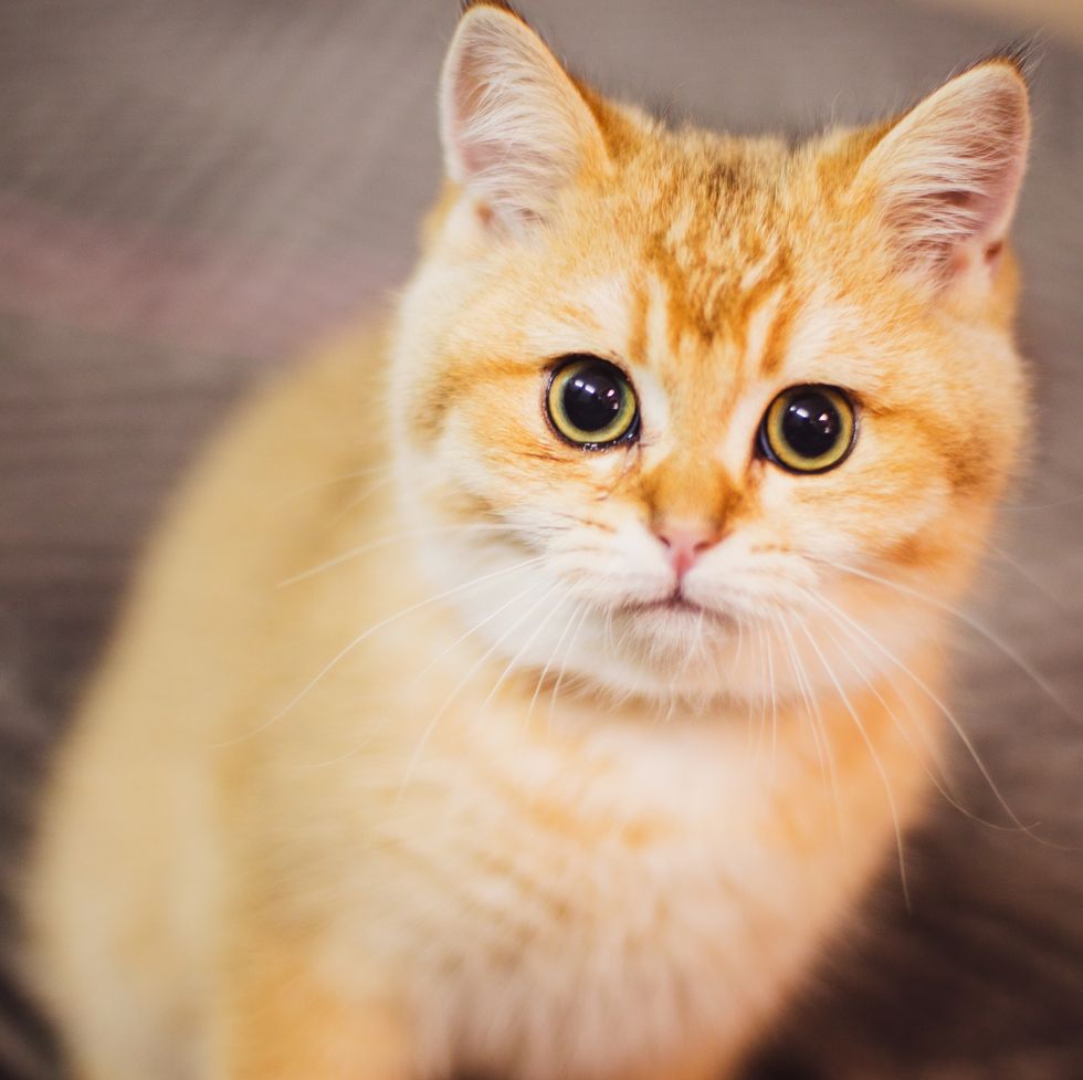 orange cat breeds british shorthair