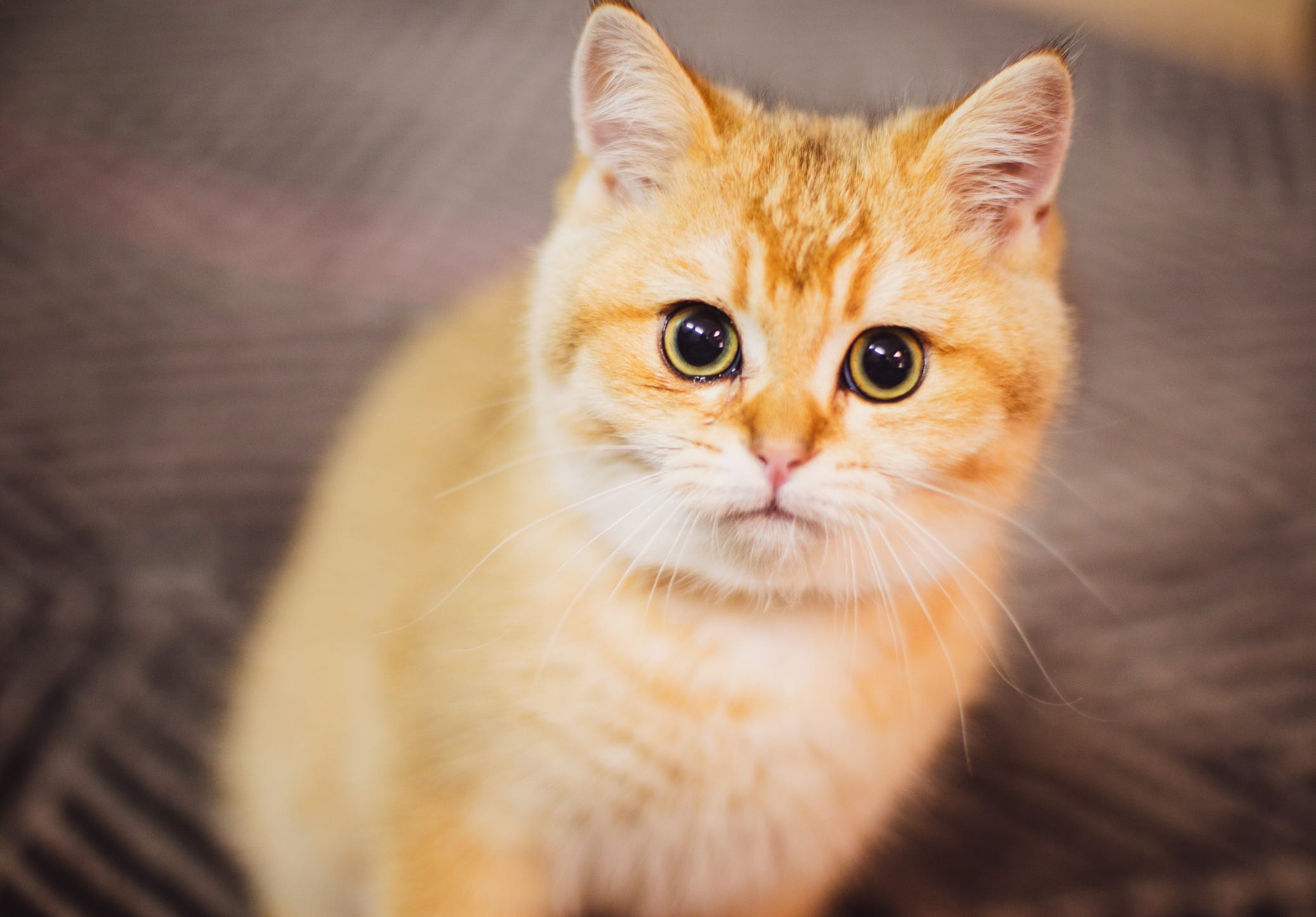 razas gatos naranjas