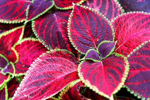 plectranthus scutellarioides heirloom coleus blumei painted nettle leaves flame nettle