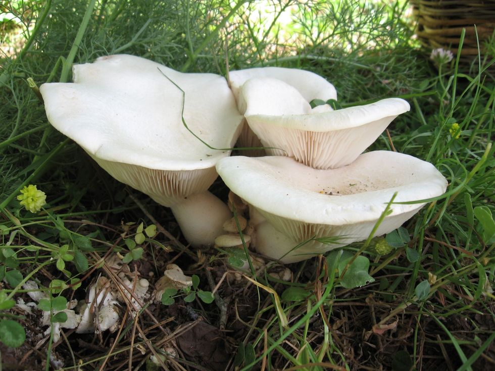 De paddenstoelensoort Funciu di basilicu Pleurotus nebrodensis wordt ook wel witte ferula genoemd