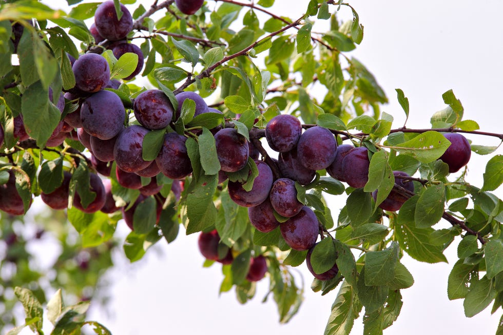 Plum fruits, summer garden