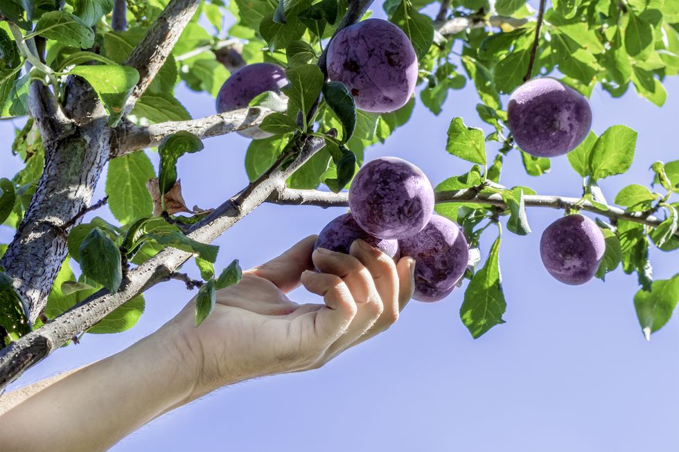 plum harvest farmers hands with freshly harvested plums