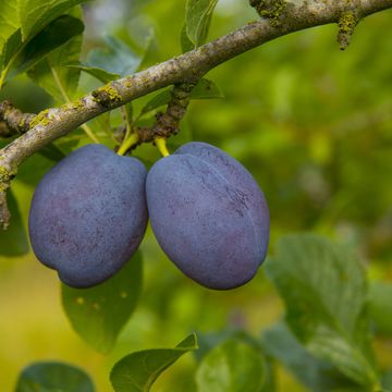 plum "violetta", ripe fruit, norfolk uk