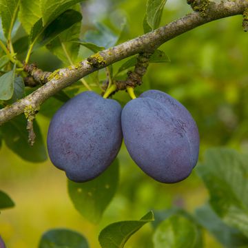 plum "violetta", ripe fruit, norfolk uk
