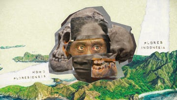 homo floresinensis photo illustration