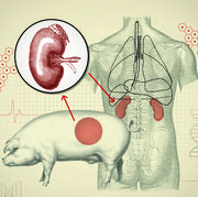 kidneys, human kidneys, pig kidneys