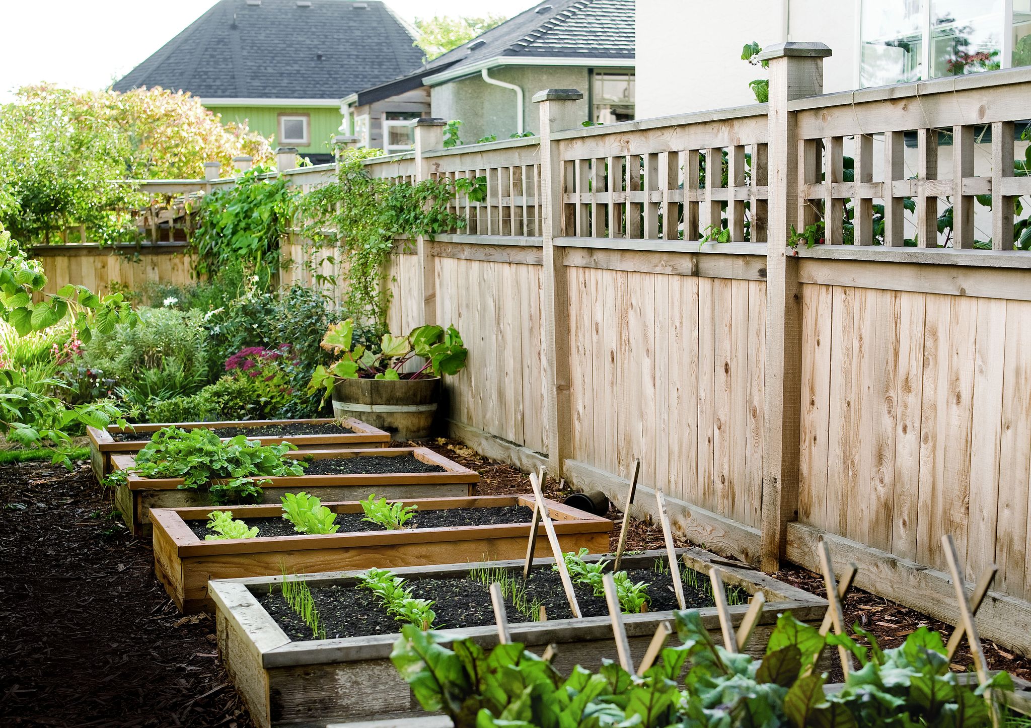 Garden, Backyard, Plant, Yard, Herb, Grass, Landscape, Flower, Vegetable, House, 