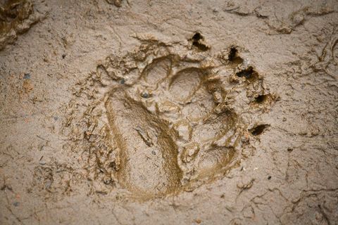 grizzly paw print