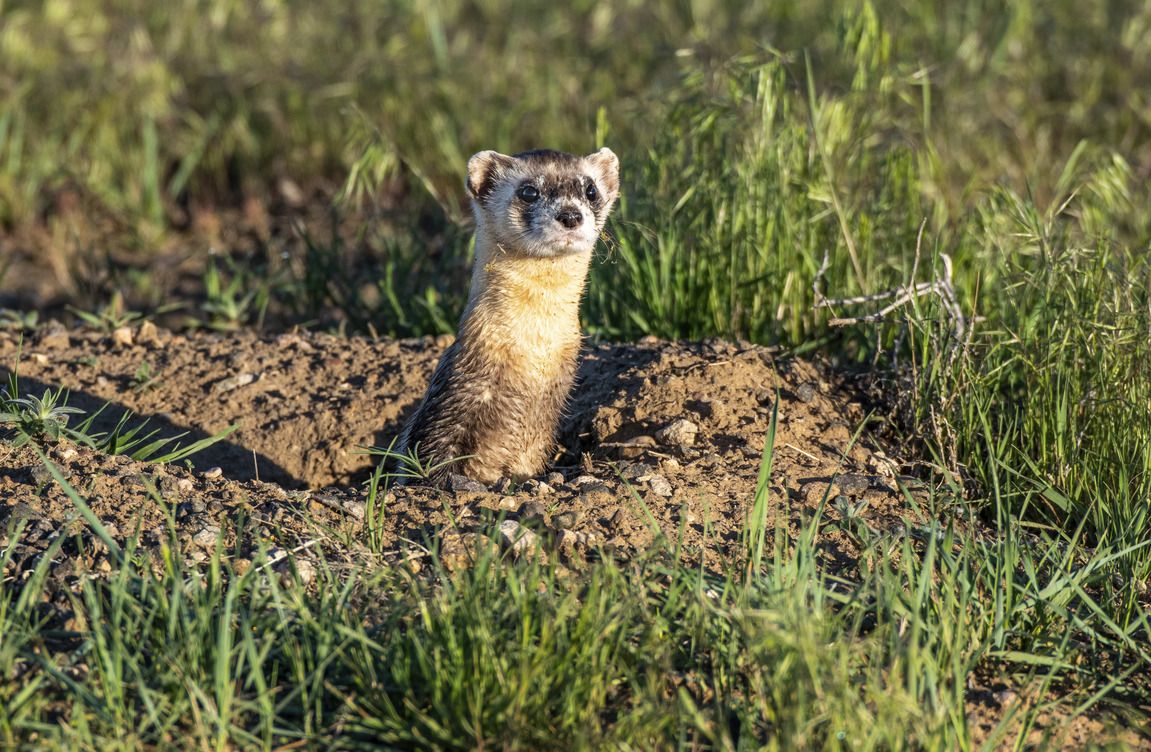 Ferret years sales