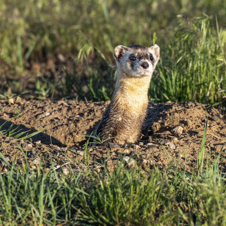 a black footed ferret at a prairie dog burrow