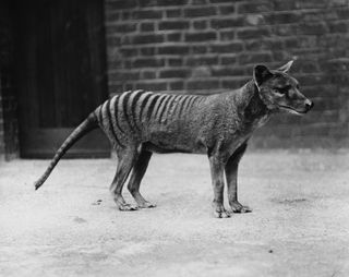 a tasmanian tiger, or thylacine thylacinus cynocephalus in captivity, circa 1930 the species is believed to have become extinct in the early 20th century photo by popperfoto via getty imagesgetty images