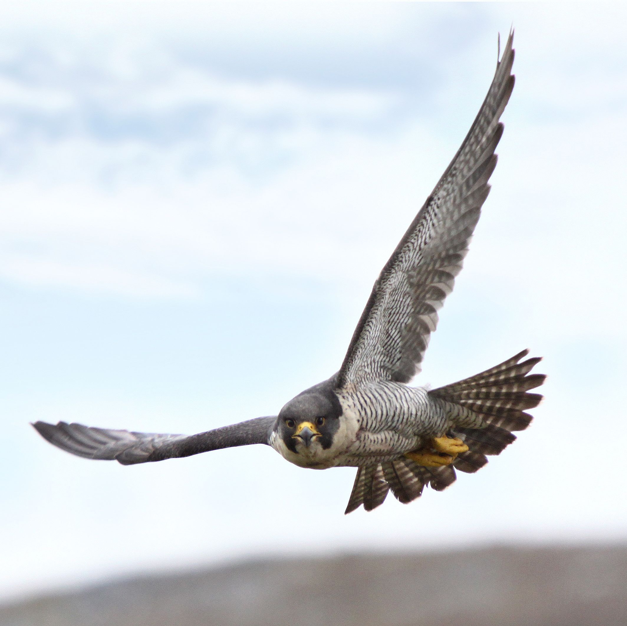 a falcon in flight