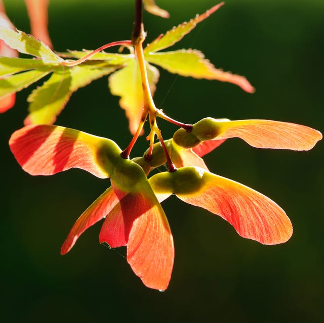 helicopter seeds