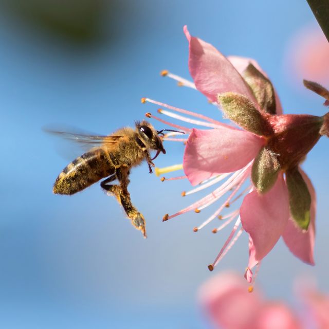 a bee hovers near a pink flower