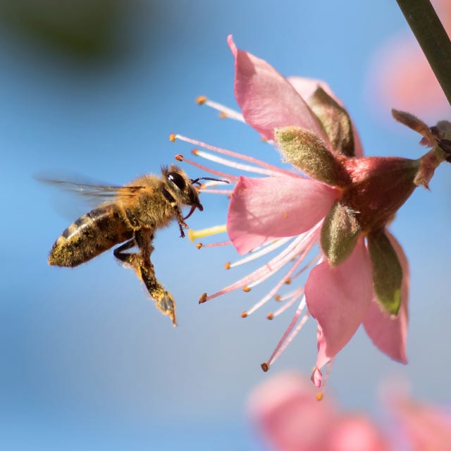 a bee hovers near a pink flower a bee hovers near a pink flower