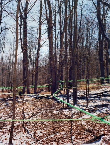 sap running through hoses to the processing facility