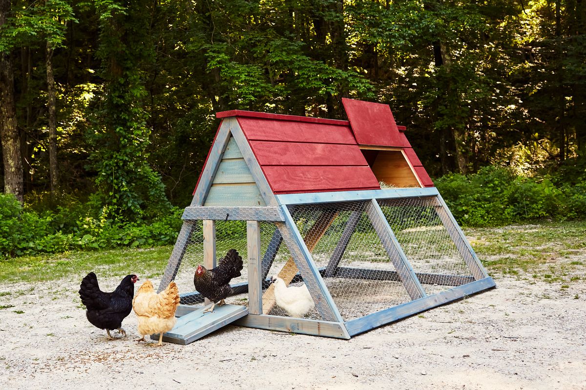 How To Build A Backyard Chicken Coop | Diy Chicken Coop