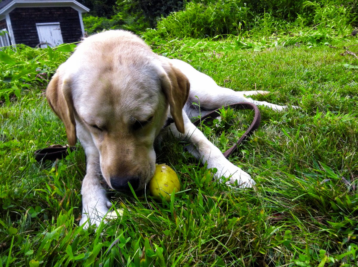 How to Build an Electric Fence for a Dog